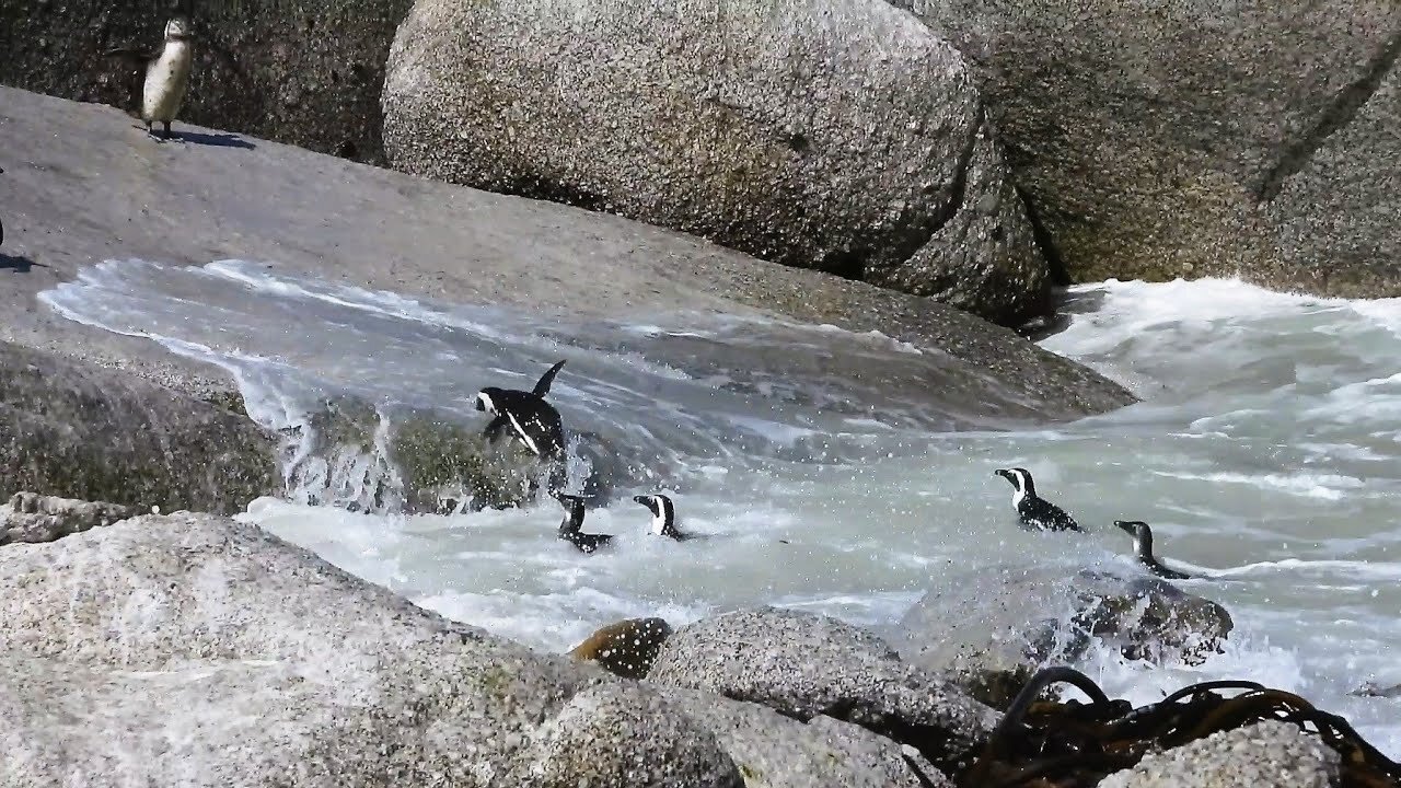 Day 14 - A walk around the Boulders Penguin Colony in Simon's Town