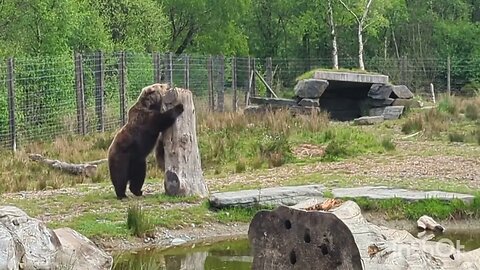 Catch me if you can, two brown bears playing