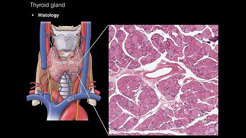 Thyroid and Parathyroid Glands