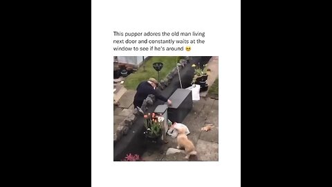 The world happiest dog