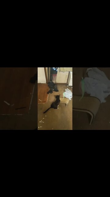 kitty with his toy #shorts #shortsvideo #shortsfeed