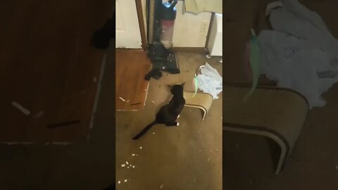 kitty with his toy #shorts #shortsvideo #shortsfeed
