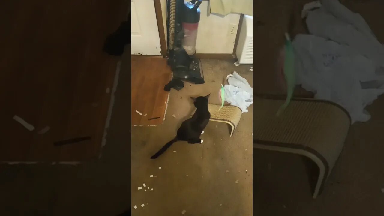 kitty with his toy #shorts #shortsvideo #shortsfeed