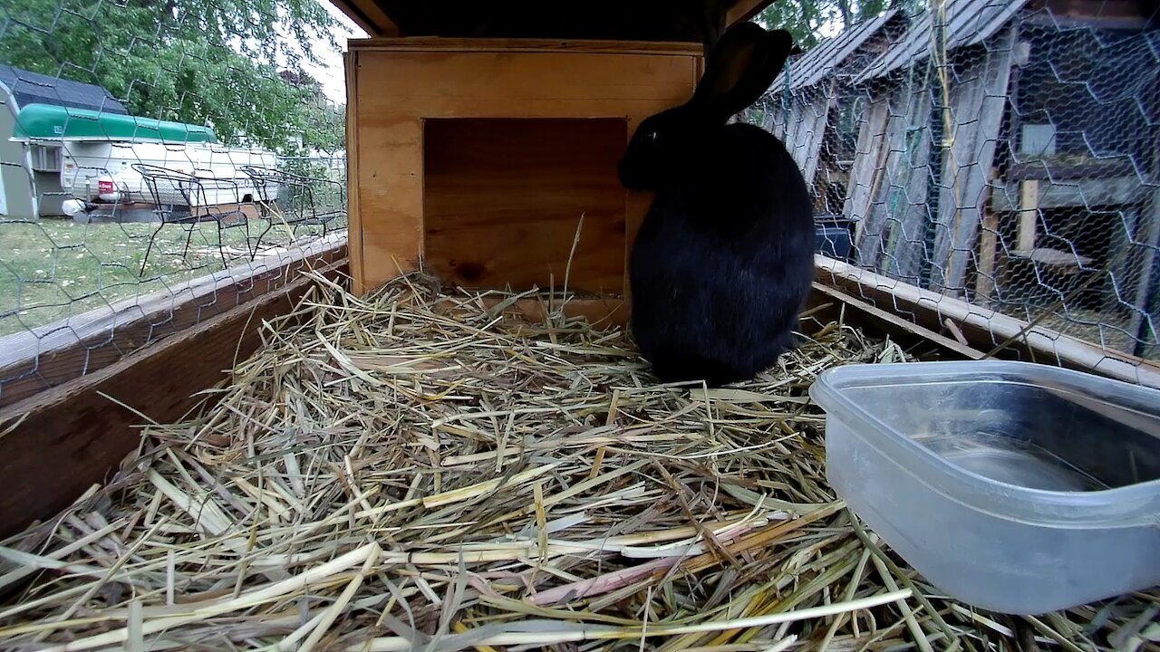 A quick stare from young rabbits