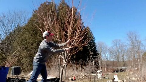 Pruning techniques and tips - bonus clip, another tree