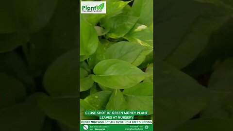 Close shot of green money plant leaves at nursery Buy Plants Plant A Leaf #shorts #plantaleaf