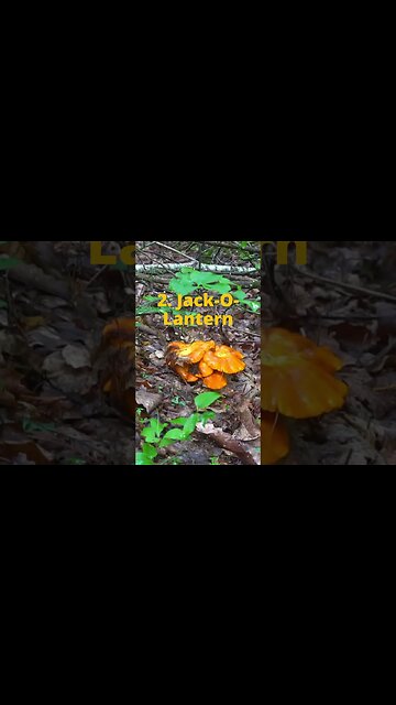 2 Poisonous Wild Mushrooms to Avoid!