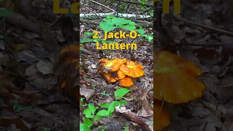 2 Poisonous Wild Mushrooms to Avoid!