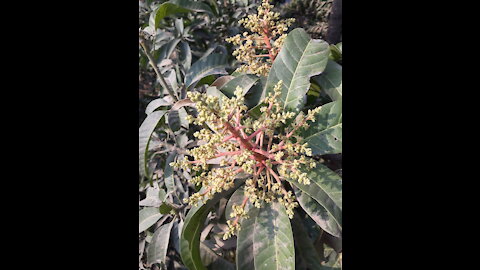 Mango flowers