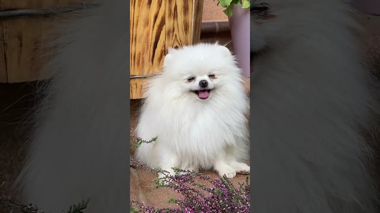 Cute dog video.