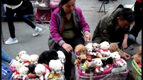 This is How They Sell Puppies in China! (THIS VIDEO WILL MAKE YOU SAD)