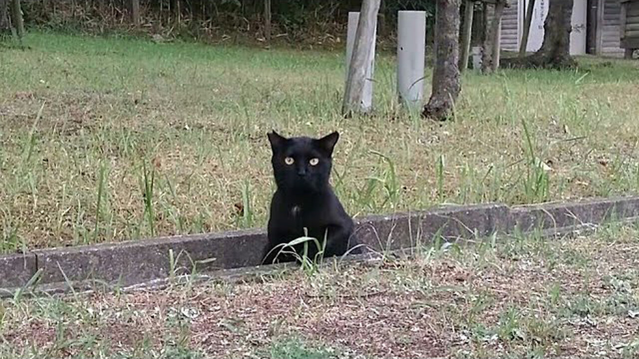 I met the friendly black cat in the park