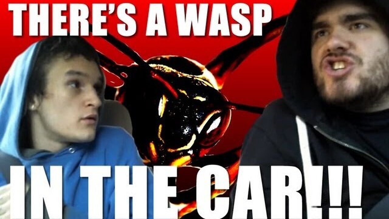 THERE'S A WASP IN THE CAR!!!
