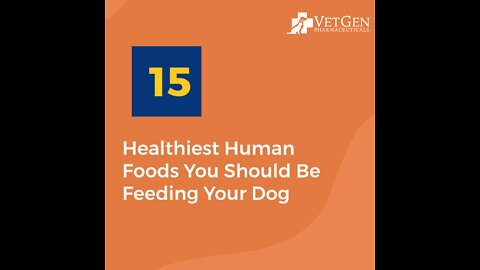 VetGen Pharmaceuticals - 15 Healthiest Human Foods You Should Be Feeding Your Dog