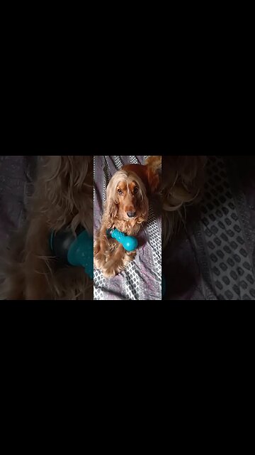 #dogshow , #animals , #dogs