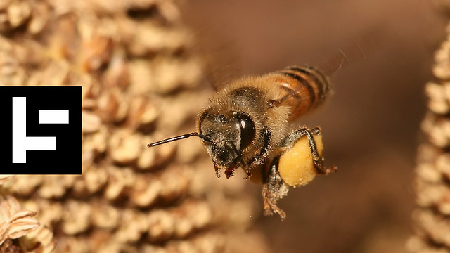 Our World With No Bees: Robots to the Rescue?