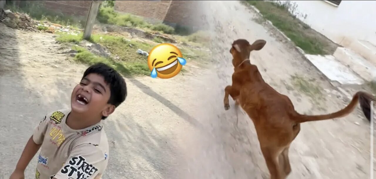 Hamara Cow Baby Bhaag Gea Shayan se😃