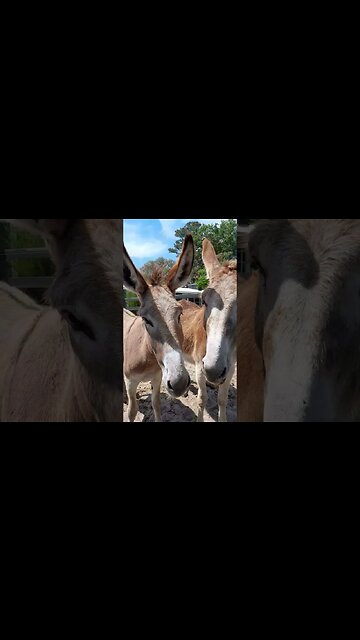 THIS DONKEY'S MOHAWK IS SO PUNK! 😂🤣 + i Got Electrocuted by the FENCE! LOL #shorts #animals #funny