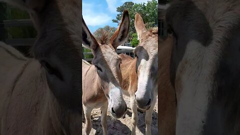 THIS DONKEY'S MOHAWK IS SO PUNK! 😂🤣 + i Got Electrocuted by the FENCE! LOL #shorts #animals #funny