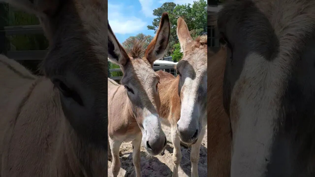 THIS DONKEY'S MOHAWK IS SO PUNK! 😂🤣 + i Got Electrocuted by the FENCE! LOL #shorts #animals #funny
