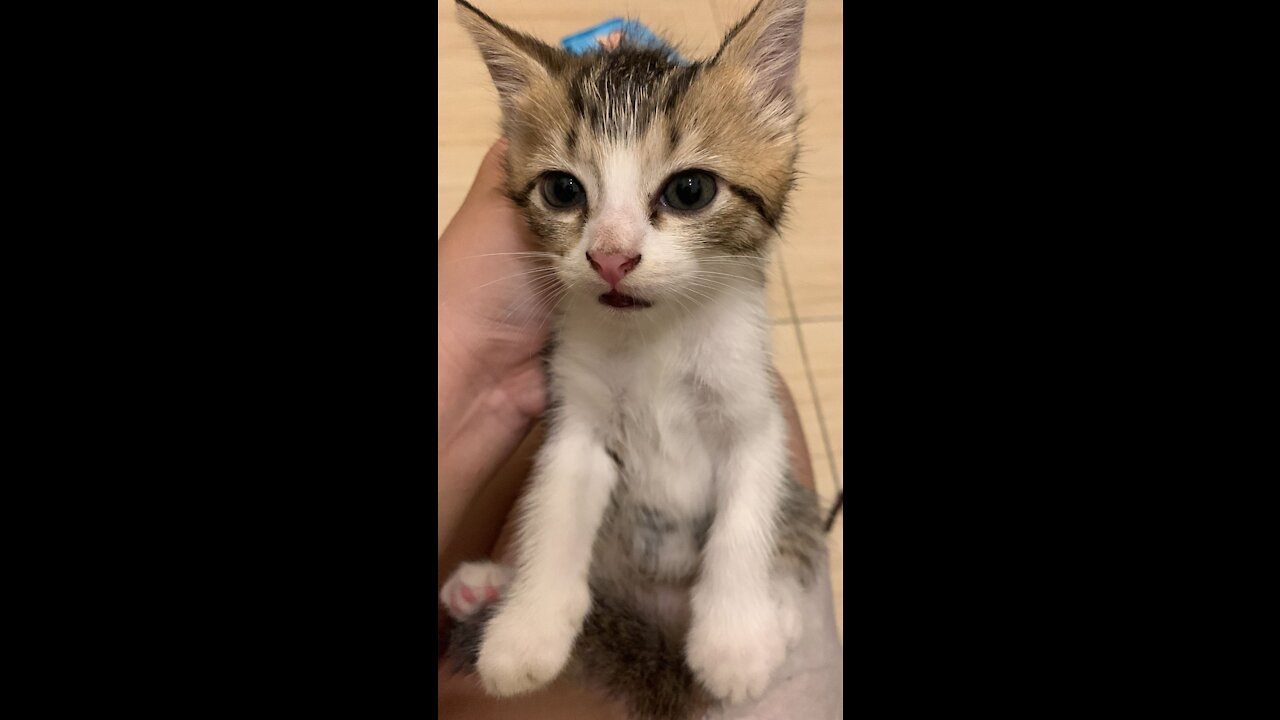bubi family - abu kitten and oyek kitten playing doll