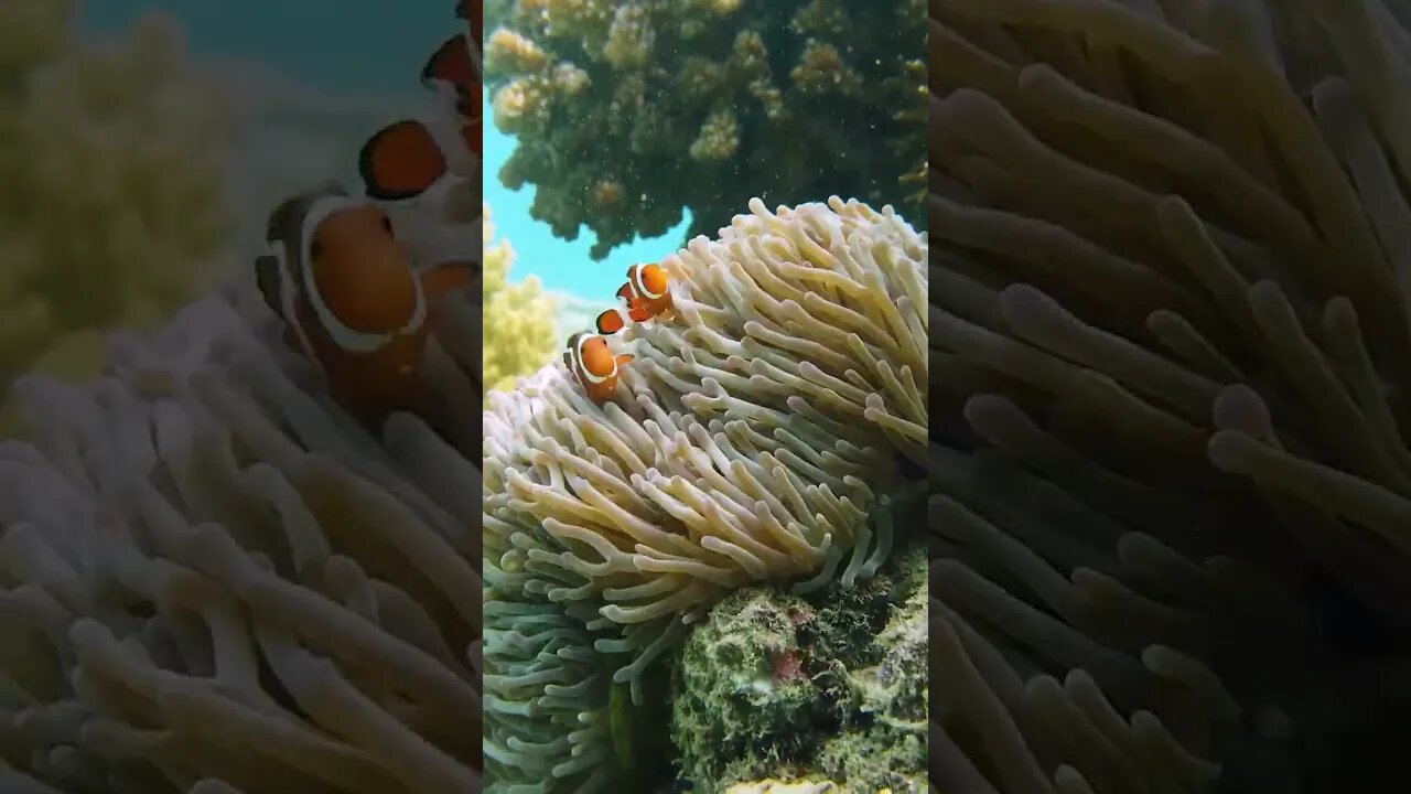 #coral #clownfish #sea #ocean - khaki1