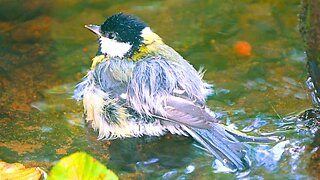 Great Tit Bathing in the Dark Forest Puddle