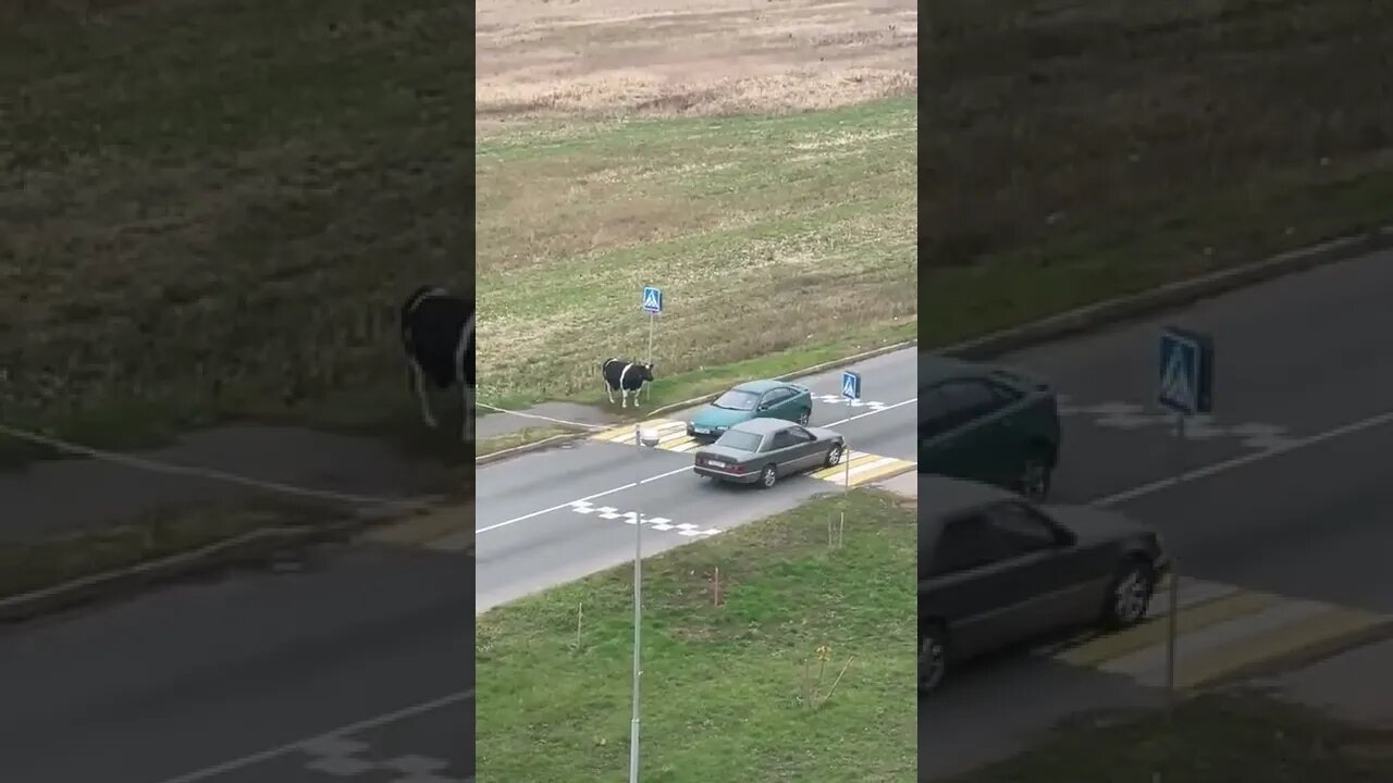 Que lindo ele a ajuda a atravessar e dá beijos 🐄❤️