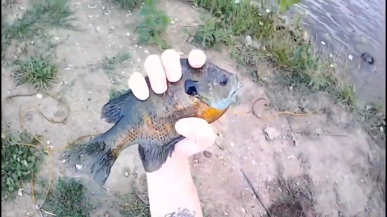 Bobber fishing for bluegill and bass