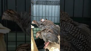 Guinea fowl keets day 5 First day outdoors - 6 weeks old