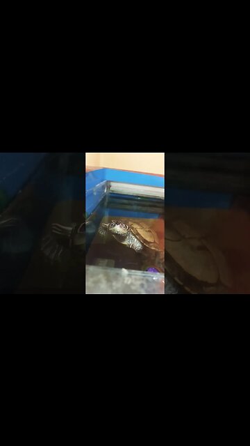 waiting map turtle 🐢🐢🐢🙊 #pets