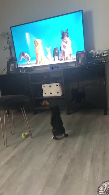 This pup literally can't stop chasing the dogs on TV