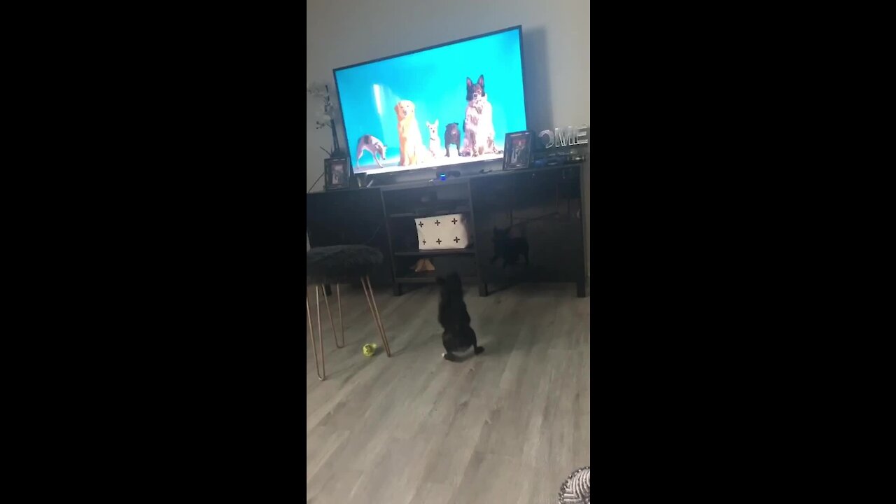 This pup literally can't stop chasing the dogs on TV