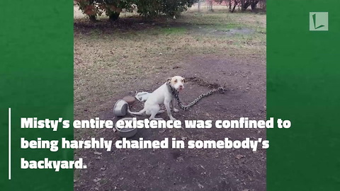 Pup Freed From Heavy Chains Gets First Taste Of Freedom And It Is Beautiful