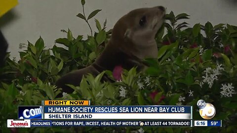 Sea lion lies down in front of San Diego hotel's sign, refuses to budge