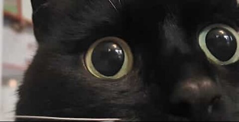 Meet the cat who's always in a state of shock