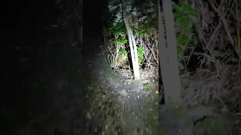 Hash House Harriers bush run