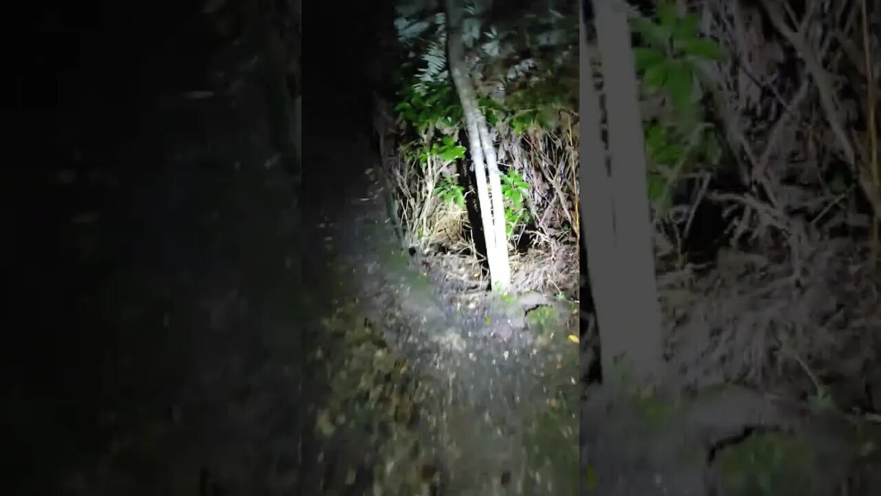 Hash House Harriers bush run