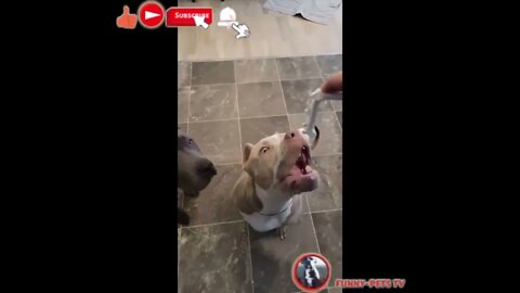 Cute And Funny Pets Compilation