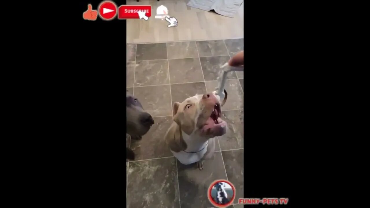 Cute And Funny Pets Compilation