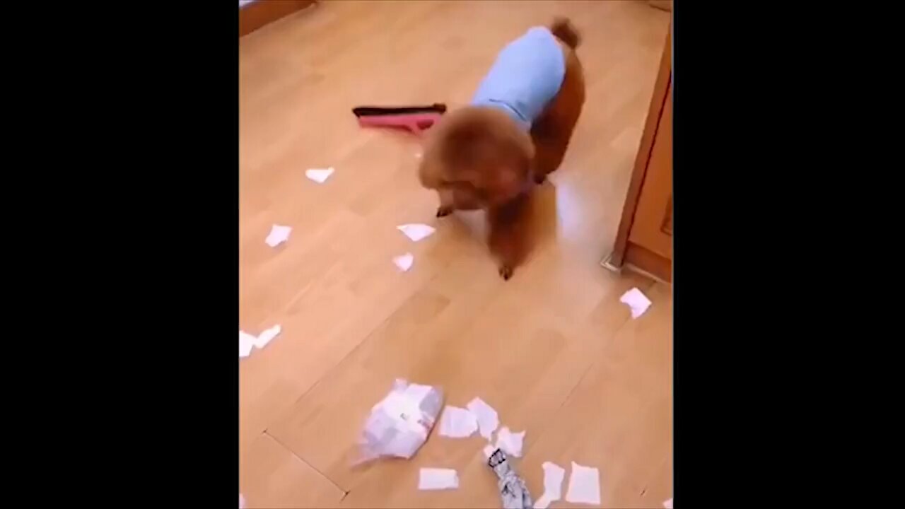 this dog really likes cleaning