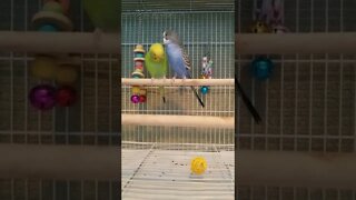 Budgies That's What I Want 💗💞 #shorts #youtubeshorts #budgies #parakeets #funny