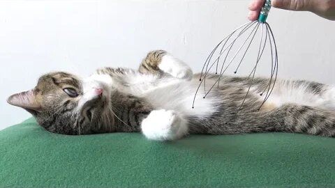 Brushing Relaxes this Little Cat