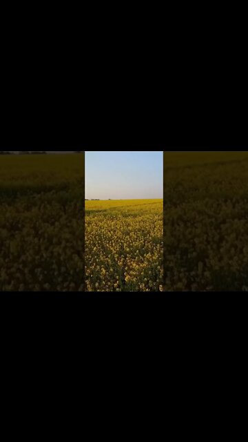 DINHEIRO INESPERADO 06