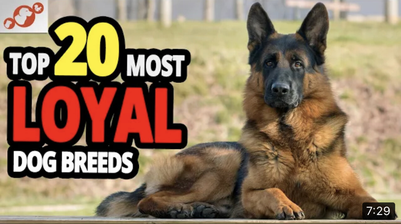 1 Most Loyal Dogs - TOP 20 Most Loyal Dog Breeds In The World!