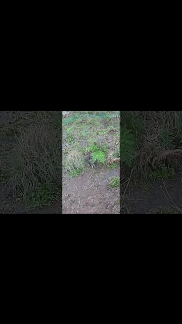 Kitten playing outside