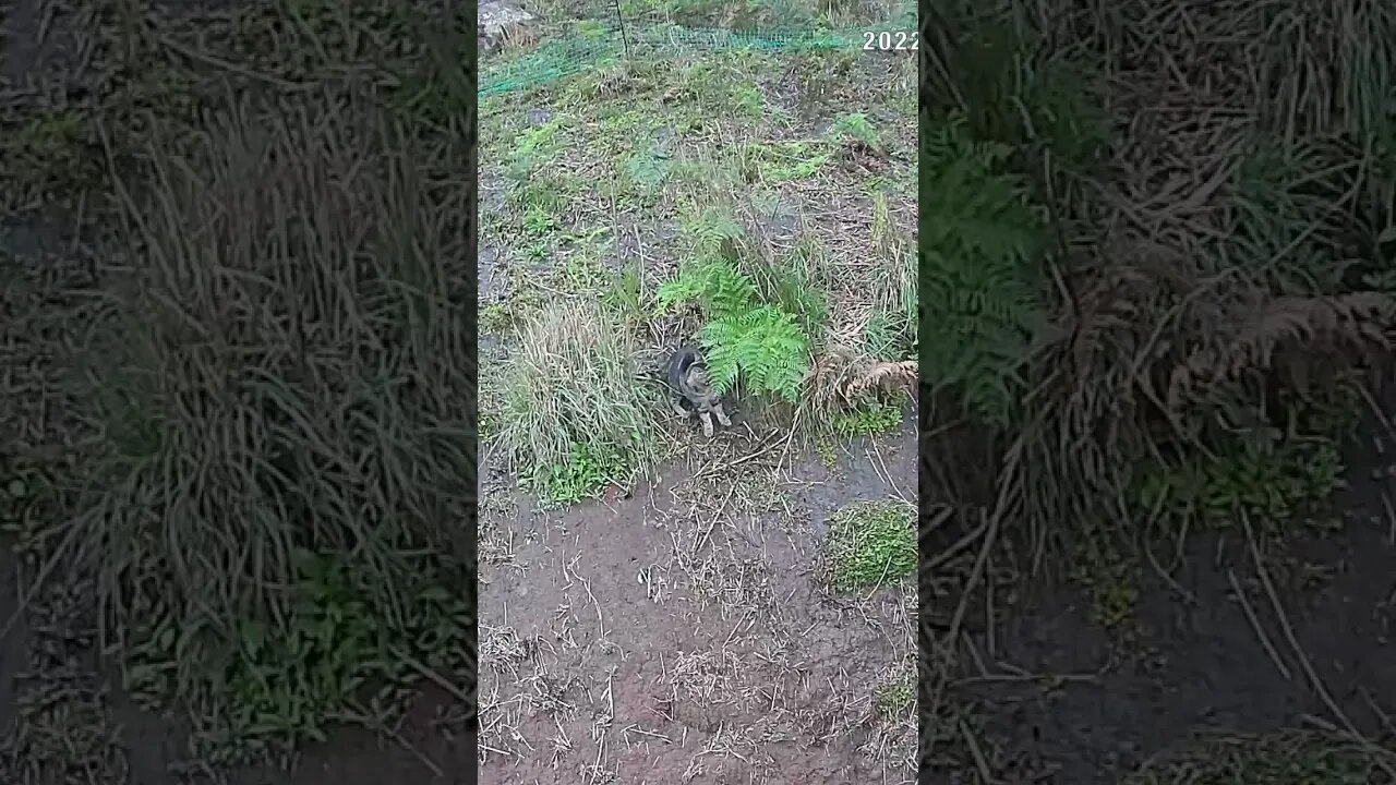 Kitten playing outside