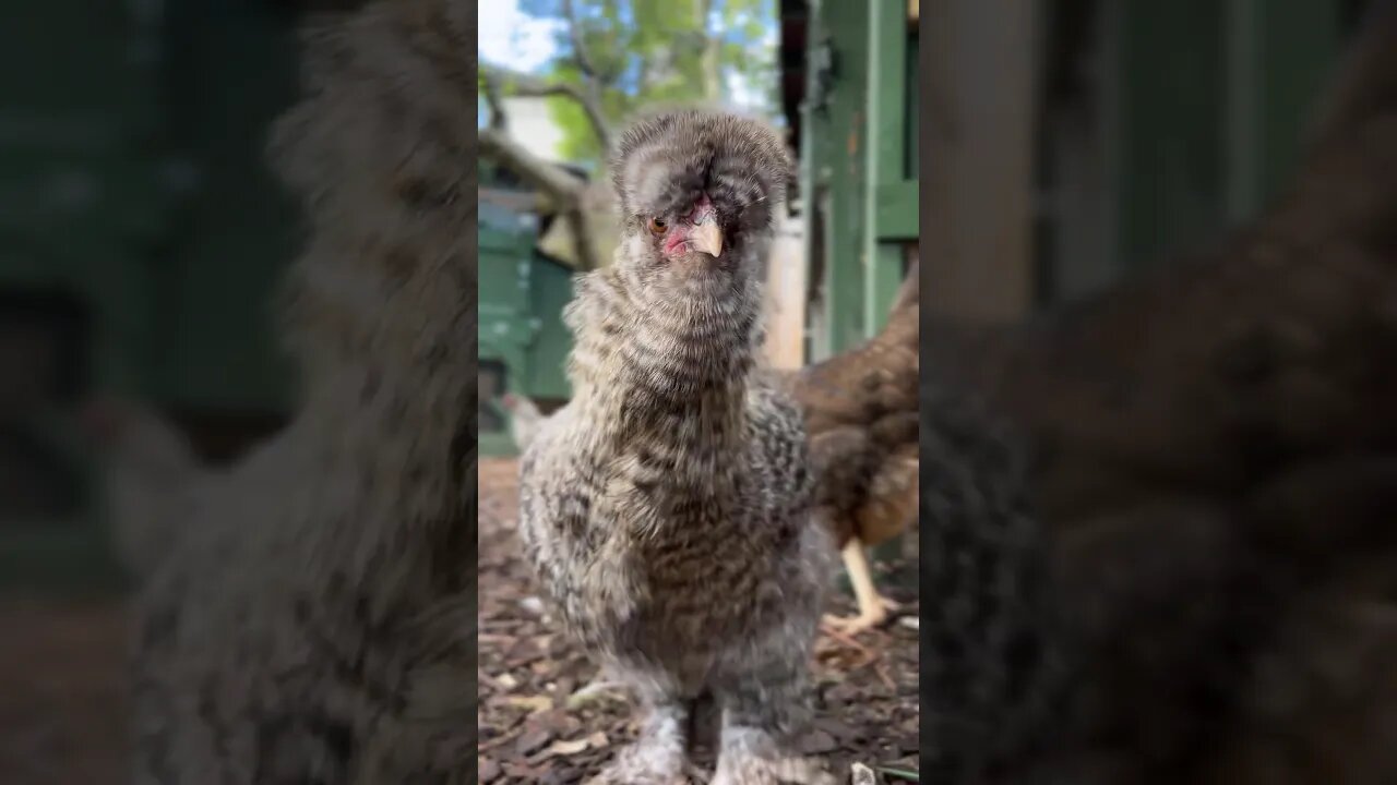 Bob Ross as a Chicken!! Cocoa Puff says "Hi" to the Happy Little Camera