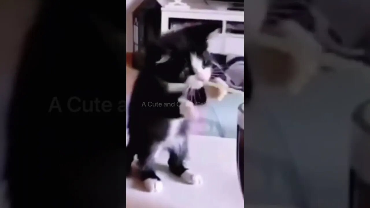 When Trying to Grab Life By the Straw GOES WRONG 🥤😹 | Funny Cat Videos #Shorts