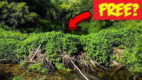 Removing a Beaver Dam for FREE - She Was So Happy